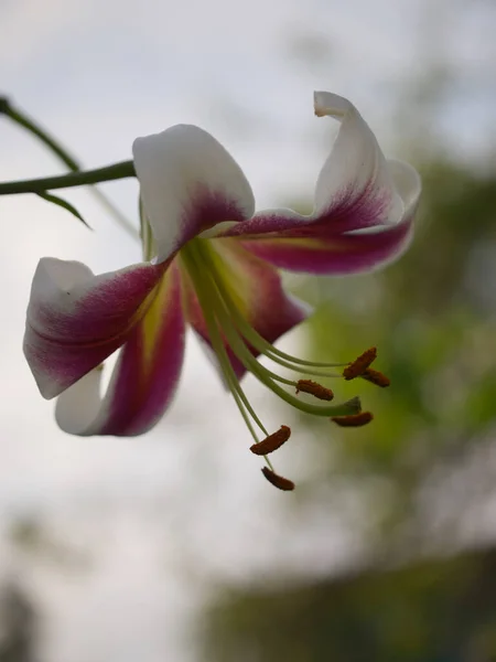 Ένα Μεγάλο Λουλούδι Κρίνου Κοντινό Πλάνο Ένα Όμορφο Λουλούδι Θολή — Φωτογραφία Αρχείου