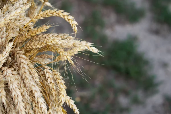 熟小麦的耳朵是近距离采摘的 案文的篇幅 — 图库照片