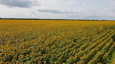 Bir yaz günü ayçiçeği tarlasının üzerinde açık mavi gökyüzü. Çiftçi tarlası, hava manzarası..