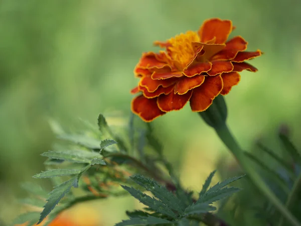 Marigold Květina Rozmazaném Pozadí Makro Fotografie — Stock fotografie