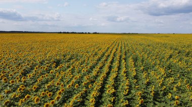 Bir yaz günü ayçiçeği tarlasının üzerinde açık mavi gökyüzü. Çiftçi tarlası, hava manzarası..