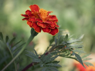 Bulanık arkaplanda kadife çiçeği, makro fotoğraf.