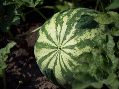 Sebze yatağında çizgili bir karpuz. Kavun tarlasında karpuz.
