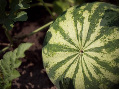 Sebze yatağında çizgili bir karpuz. Kavun tarlasında karpuz.