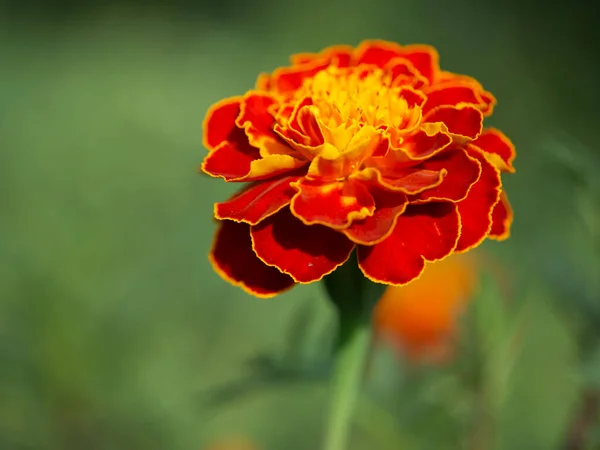 stock image Marigold flower on a blurry background, macro photo.