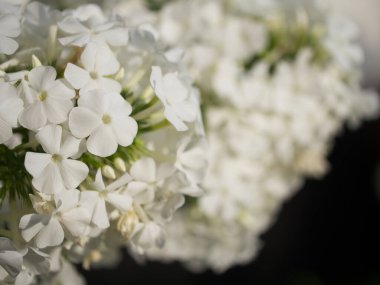 Beyaz feniks çiçeklerinin cilvesi, yakın plan bir resim. Güzel beyaz çiçekler.