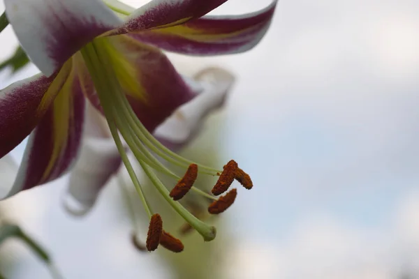 Ένα Μεγάλο Λουλούδι Κρίνου Κοντινό Πλάνο Ένα Όμορφο Λουλούδι Θολή — Φωτογραφία Αρχείου
