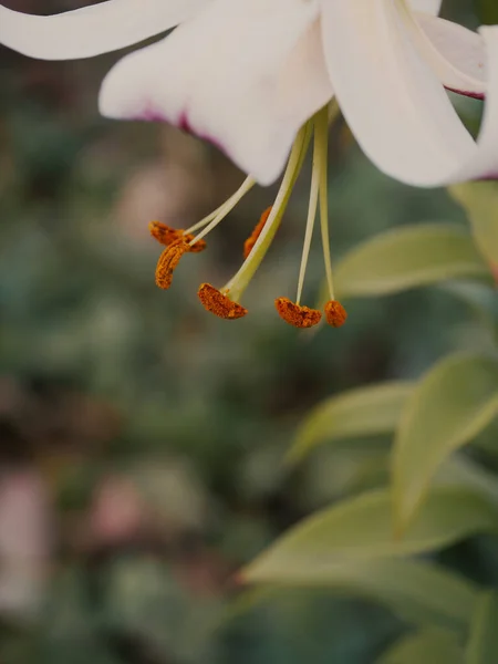 Pistil Και Στήμονες Ενός Λουλουδιού Κρίνου Θολή Φόντο Μακροεντολή — Φωτογραφία Αρχείου