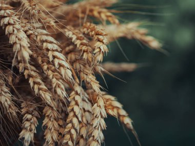 Bir avuç olgun buğday kulağı, yakın plan. Olgun mısır başakları.