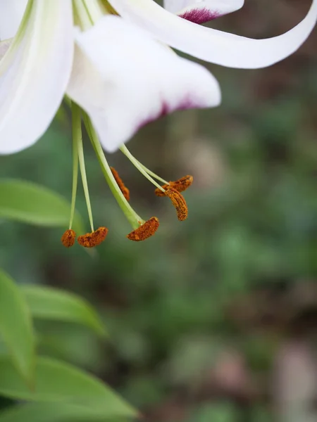 Pistil Και Στήμονες Ενός Λουλουδιού Κρίνου Θολή Φόντο Μακροεντολή — Φωτογραφία Αρχείου