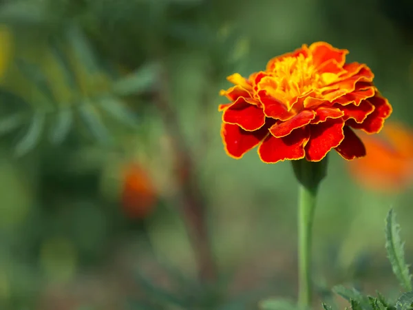 Marigold Květina Rozmazaném Pozadí Makro Fotografie — Stock fotografie