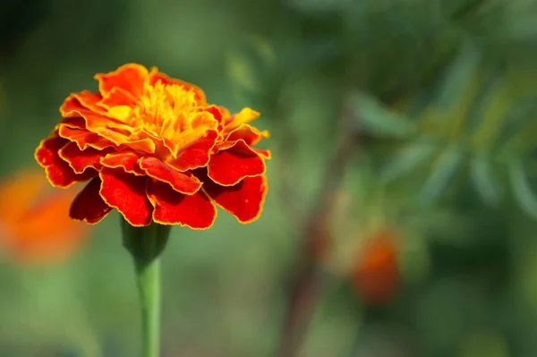 Marigold Květina Rozmazaném Pozadí Makro Fotografie — Stock fotografie