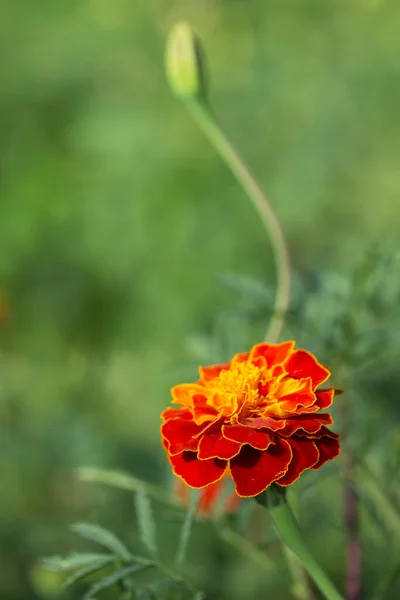 在模糊的背景下 Marigold花的特写 复制空间 — 图库照片