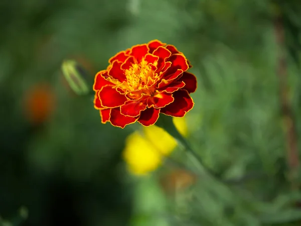 Marigold Virág Elmosódott Háttérrel Makró Fotó — Stock Fotó