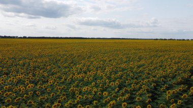 Bir yaz günü ayçiçeği tarlasının üzerinde açık mavi gökyüzü. Çiftçi tarlası, hava manzarası..