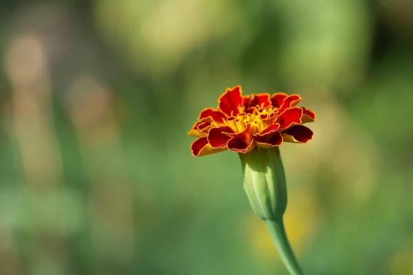 Marigold Květina Rozmazaném Pozadí Makro Fotografie — Stock fotografie