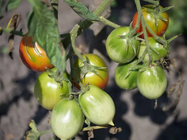 Dalda olgunlaşmış domatesler, yakın plan. Ev yapımı sebzeler.