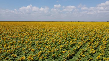 Bir yaz günü ayçiçeği tarlasının üzerinde açık mavi gökyüzü. Çiftçi tarlası, hava manzarası..