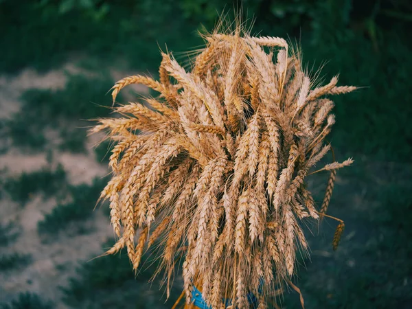 Сніп Стиглих Пшеничних Вух Спікери Крупним Планом — стокове фото