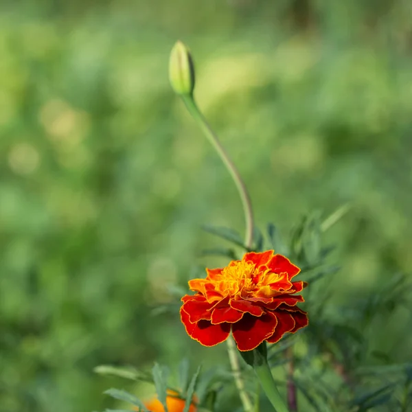 Marigold Virág Közelkép Elmosódott Háttérrel Másolótér — Stock Fotó