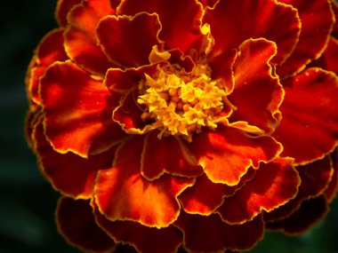 Parlak kadife çiçeği, yakın plan. Turuncu yapraklı bir çiçeğin makro fotoğrafı..