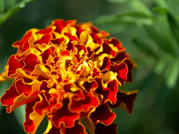 Λουλούδι Marigold Μακροεντολή Φωτογραφία Ένα Λουλούδι Φωτεινά Πέταλα Φωτογραφημένο Κοντινό — Φωτογραφία Αρχείου