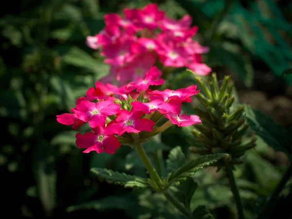 Ανθισμένη Βερμπένα Κοντινό Πλάνο Μια Ταξιανθία Ροζ Λουλουδιών Verbena Officinalis — Φωτογραφία Αρχείου