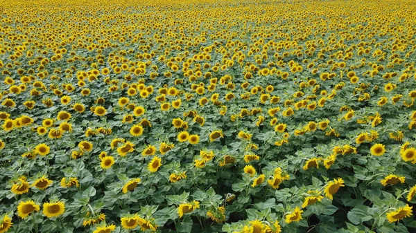 Соняшникове Поле Вид Зверху Рослини Соняшнику Цвітуть Фермерському Полі — стокове фото