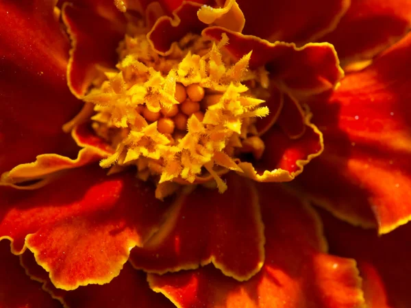 明るいマリーゴールドの花 クローズアップ 橙色の花弁を持つ花のマクロ写真 — ストック写真