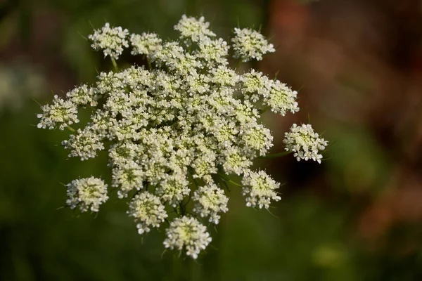 Çiçekli Baldıran Otu Sıradan Yakın Plan Apiaceae Umbelliferae Kereviz Havuç — Stok fotoğraf