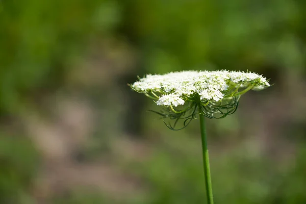 Hemlock Kwiatostany Roślina Zbliżenie Rozmytym Tle — Zdjęcie stockowe