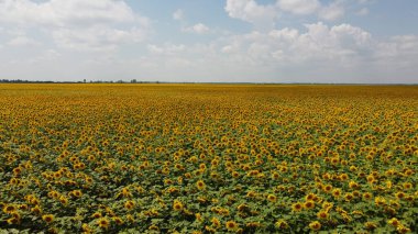 Bir yaz günü ayçiçeği tarlasının üzerinde açık mavi gökyüzü. Çiftçi tarlası, hava manzarası..