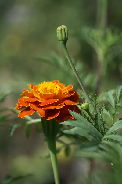Una Flor Caléndula Fotografiada Cerca Una Flor Naranja Brillante —  Fotos de Stock