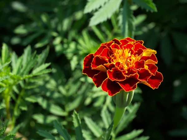 Ένα Λουλούδι Marigold Φωτογραφήθηκε Από Κοντά Ένα Φωτεινό Πορτοκαλί Λουλούδι — Φωτογραφία Αρχείου