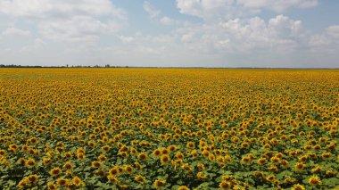 Bir yaz günü ayçiçeği tarlasının üzerinde açık mavi gökyüzü. Çiftçi tarlası, hava manzarası..