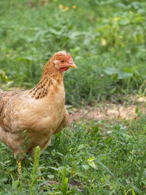 Küçük turuncu, ibikli bir tavuk. Doğada tavuk.