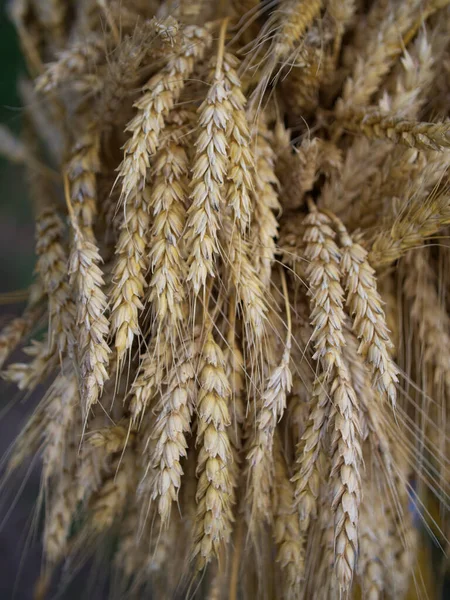 Lot Ripe Wheat Spikelets Close Ripe Cereals — 图库照片