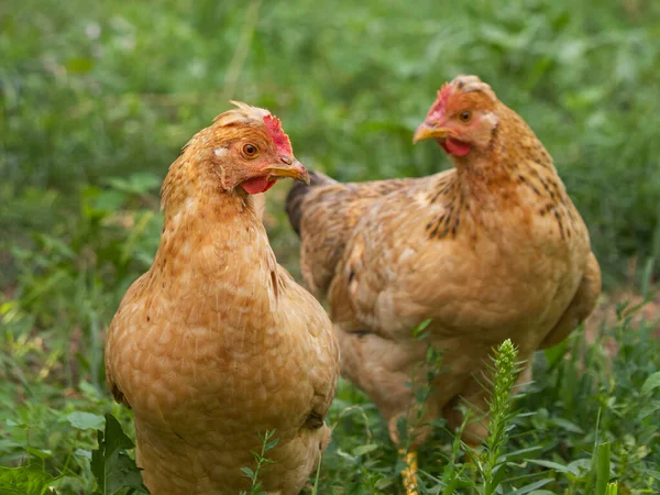 Две Курицы Среди Трав Портреты Кур — стоковое фото