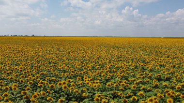 Bir yaz günü ayçiçeği tarlasının üzerinde açık mavi gökyüzü. Çiftçi tarlası, hava manzarası..