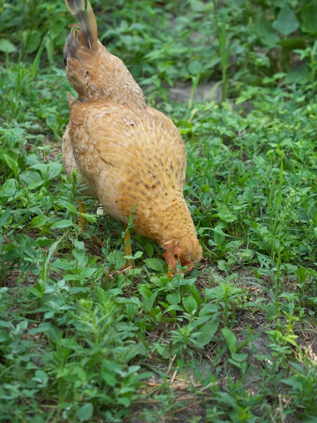 Petite Poule Cherche Nourriture Parmi Les Plantes — Photo