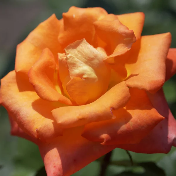 Orange Rose Flower Close Macro Photo Orange Flower — Zdjęcie stockowe