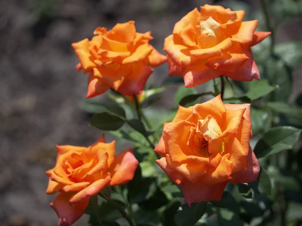 Four Orange Roses Sunny Day Rose Flowers Close — Zdjęcie stockowe