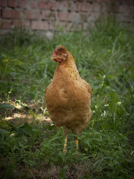 Small Orange Crested Chicken Chicken Nature — Fotografia de Stock