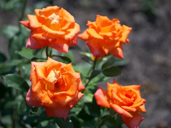 Four Orange Roses Sunny Day Rose Flowers Close — Zdjęcie stockowe