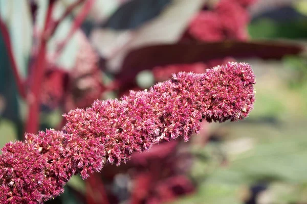 Bunch Flowering Amaranth Plant Red Inflorescence Amaranth Close — Stockfoto