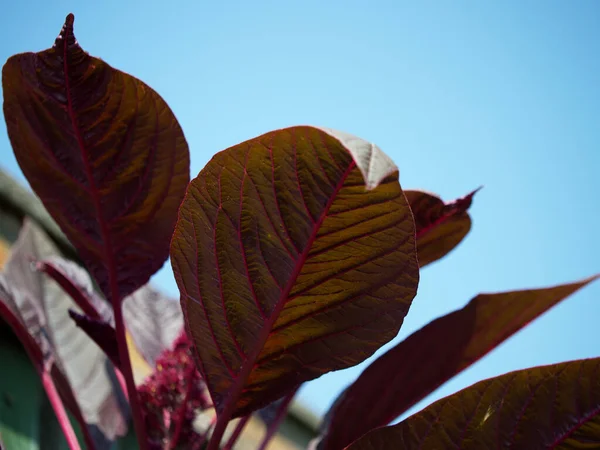 Leaves Amaranth Plant Background Clear Blue Sky — Stockfoto