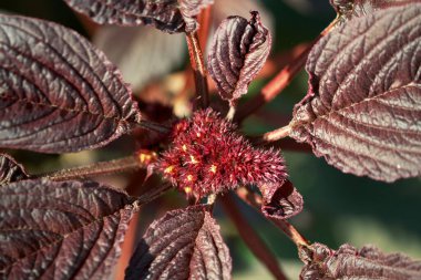 Amaranth çiçeği ve yaprakları, yakın plan. Amaranthus cinsinden herhangi bir bitki, genellikle küçük yeşil, kırmızı ya da mor renkli çiçeklere sahiptir..