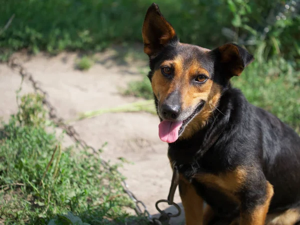 Perro Pequeño Encadenado Por Una Cadena Perro Sonriente Retrato Perro —  Fotos de Stock