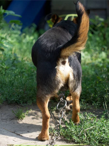 Small Mixed Breed Dog Rear View Doggy Ass — Stockfoto