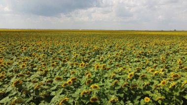 Bulutlu gökyüzünün altında bir ayçiçeği tarlası.